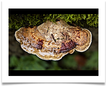 Autumn Fungus - Jan Hodson